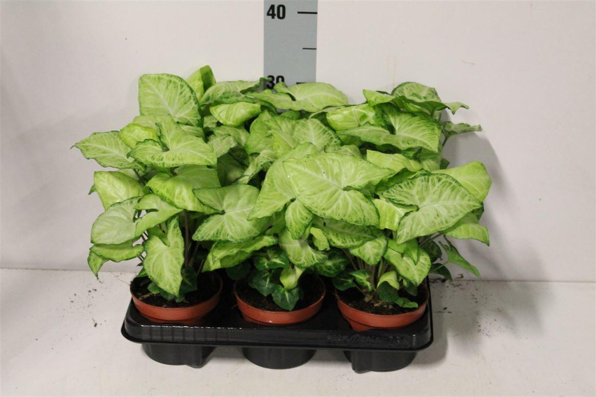 Горшечные цветы и растения оптом Syngonium White Butterfly от 6шт из Голландии с доставкой по России