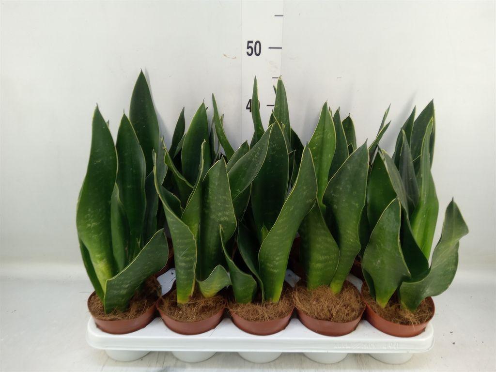 Горшечные цветы и растения оптом Sansevieria Mix от 10шт из Голландии с доставкой по России