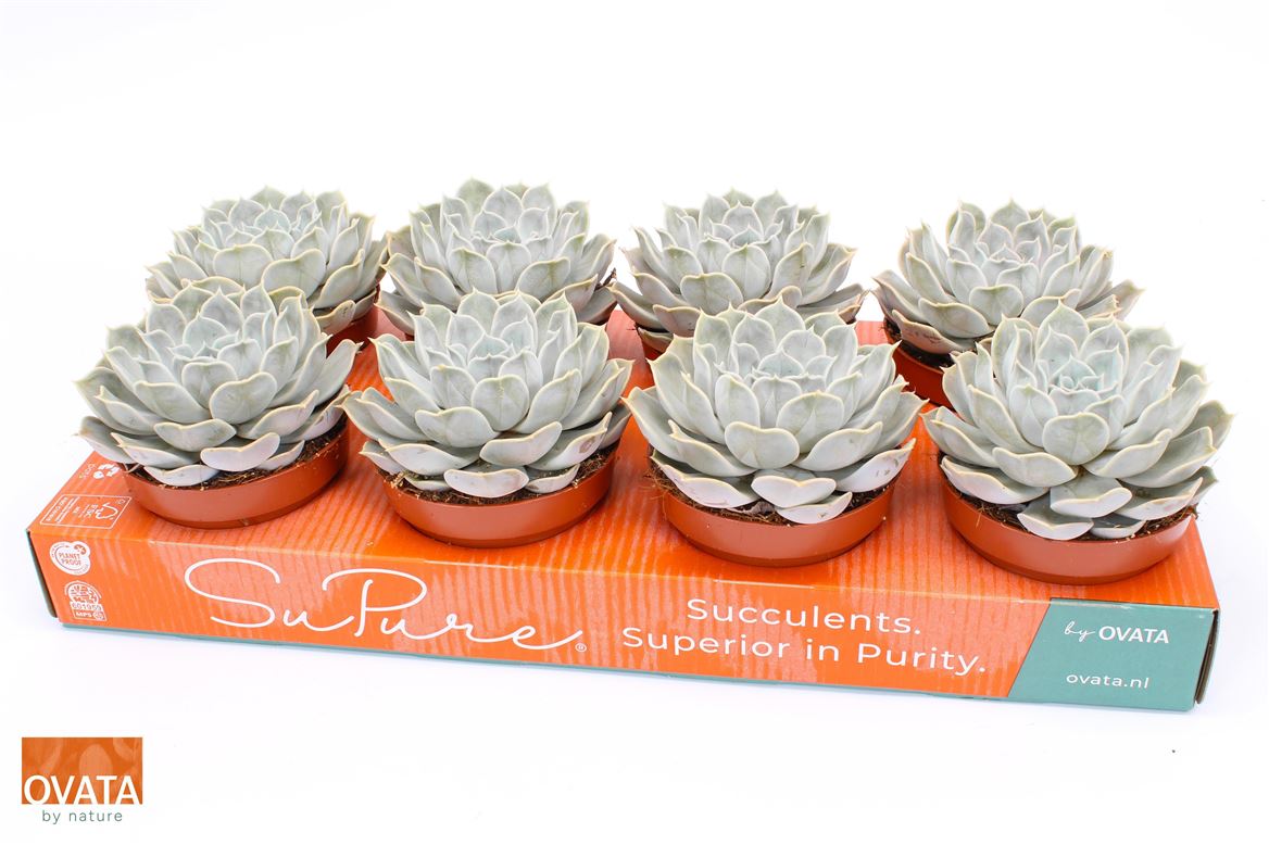 Горшечные цветы и растения оптом Echeveria Silver Pearl от 8шт из Голландии с доставкой по России