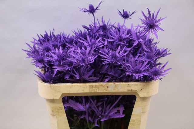 Срезанные цветы оптом Eryngium orion paint lilac от 30шт из Голландии с доставкой по России