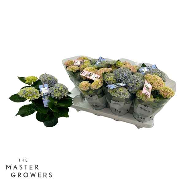 Горшечные цветы и растения оптом Hydrangea Ma Magical Revolution Mix 3+ от 8шт из Голландии с доставкой по России