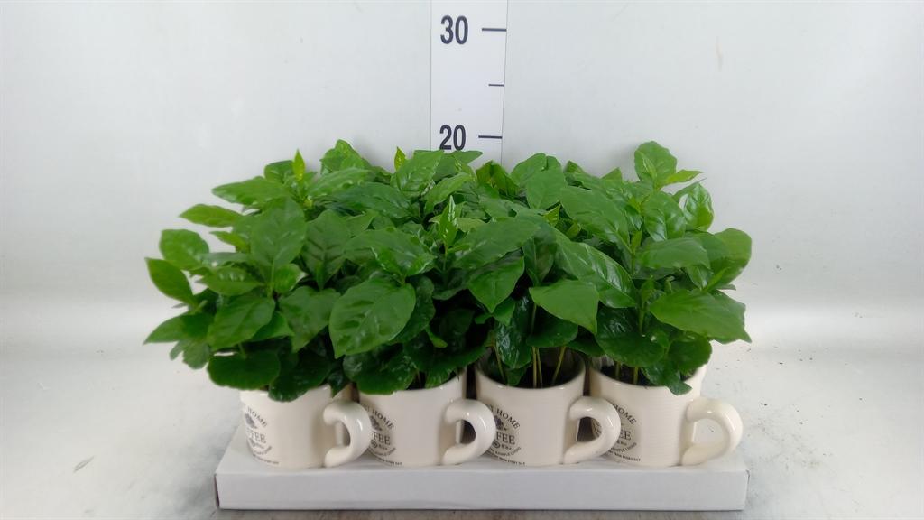 Горшечные цветы и растения оптом Coffea Arabica от 12шт (для телеги) из Голландии с доставкой по России