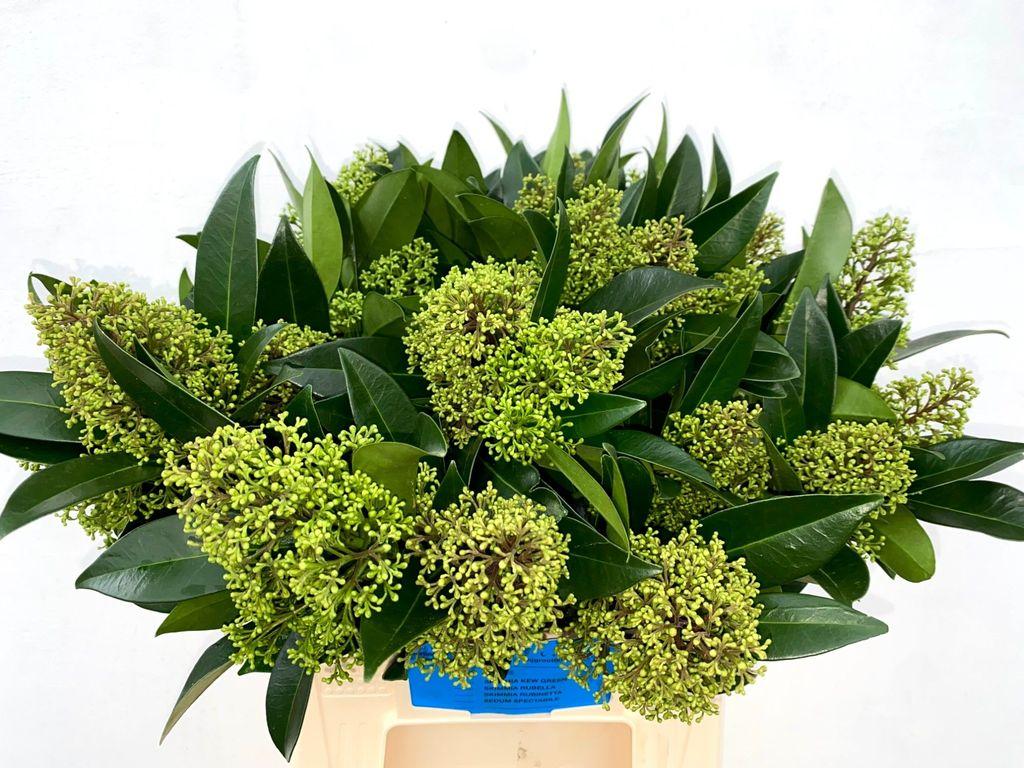 Срезанные цветы оптом Skimmia kew green от 25шт из Голландии с доставкой по России