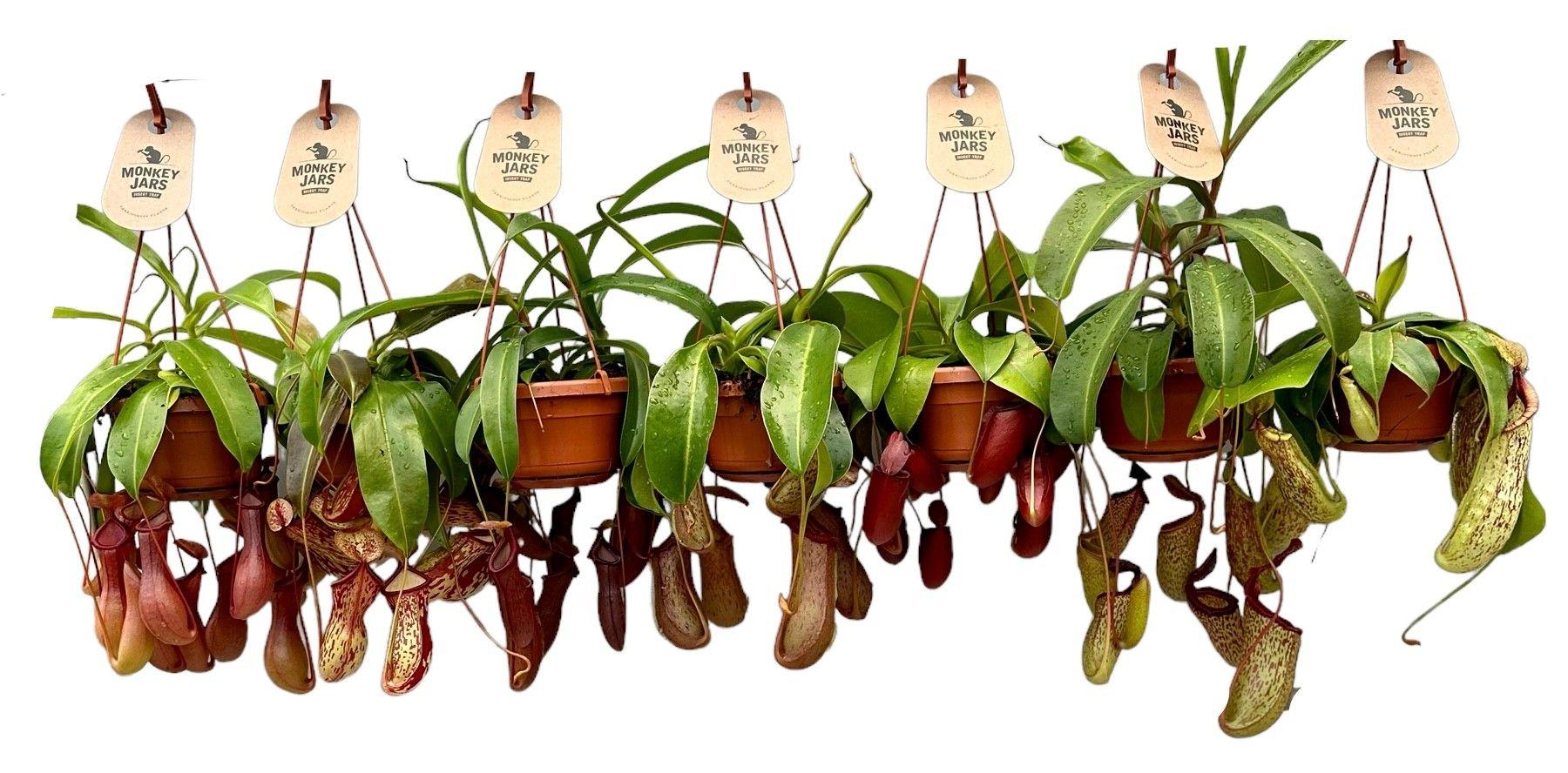 Горшечные цветы и растения оптом Nepenthes Monkey Jars Mix от 8шт из Голландии с доставкой по России Горшечные цветы и растения оптом Nepenthes Monkey Jars Mix от 8шт из Голландии с доставкой по России