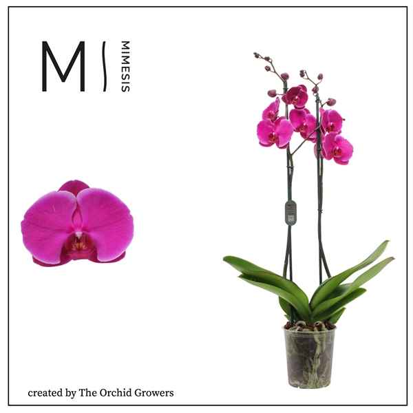 Горшечные цветы и растения оптом Phal 2st Joyride 16+ (orchid Growers) от 10шт из Голландии с доставкой по России