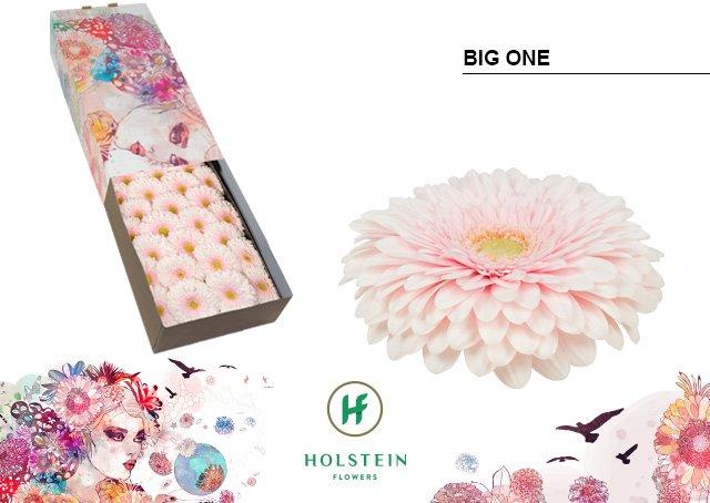 Срезанные цветы оптом Gerbera gerponi big one от 50шт из Голландии с доставкой по России