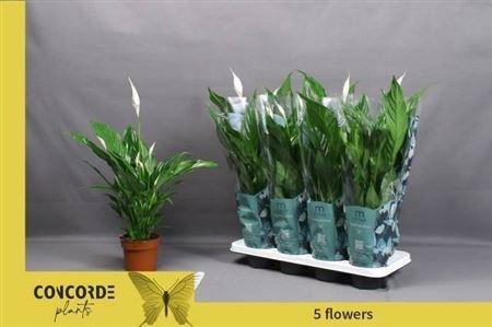 Горшечные цветы и растения оптом Spath Sweet Benito 5+ от 8шт из Голландии с доставкой по России