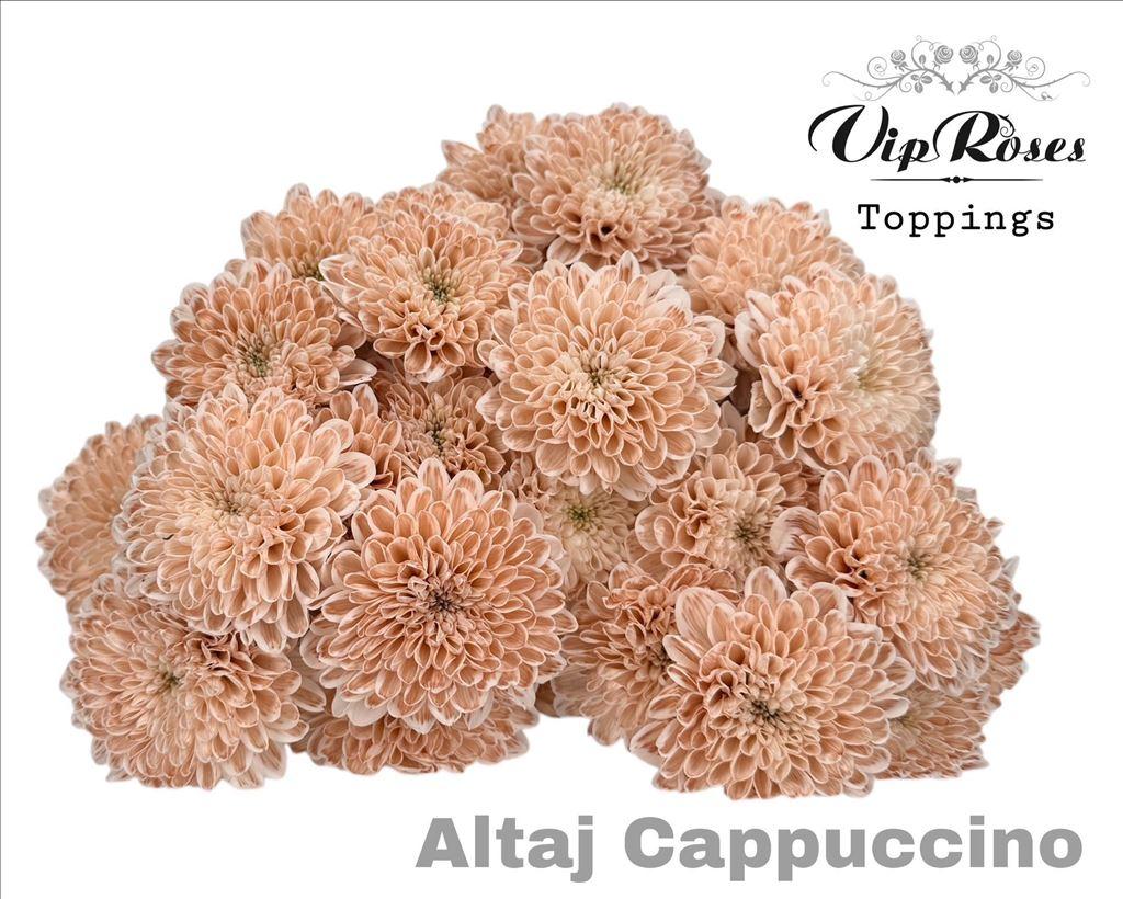 Срезанные цветы оптом Chrys sp paint altaj cappucino от 20шт из Голландии с доставкой по России