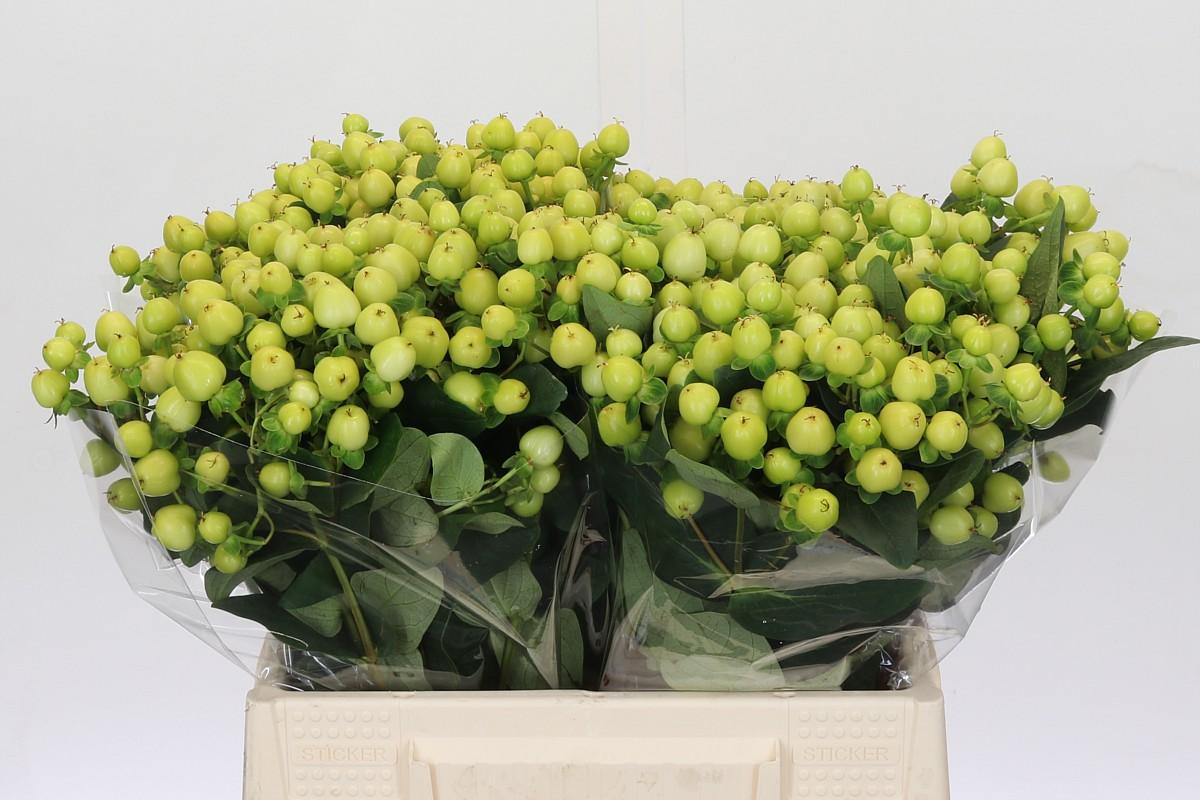 Срезанные цветы оптом Hypericum smiley romance от 100шт из Голландии с доставкой по России