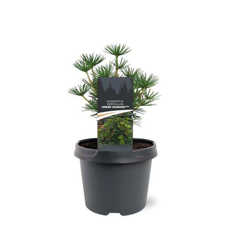 Горшечные цветы и растения оптом Sciadopitys Verticillata Green Diamond от 1шт из Голландии с доставкой по России