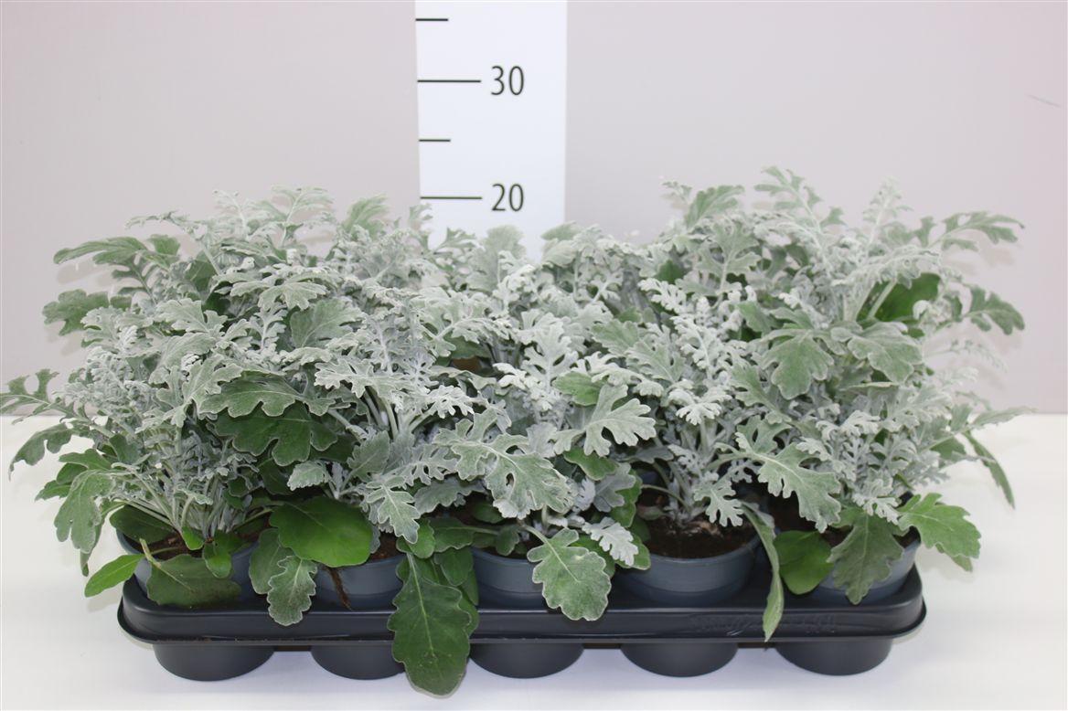 Горшечные цветы и растения оптом Senecio Cineraria от 10шт из Голландии с доставкой по России