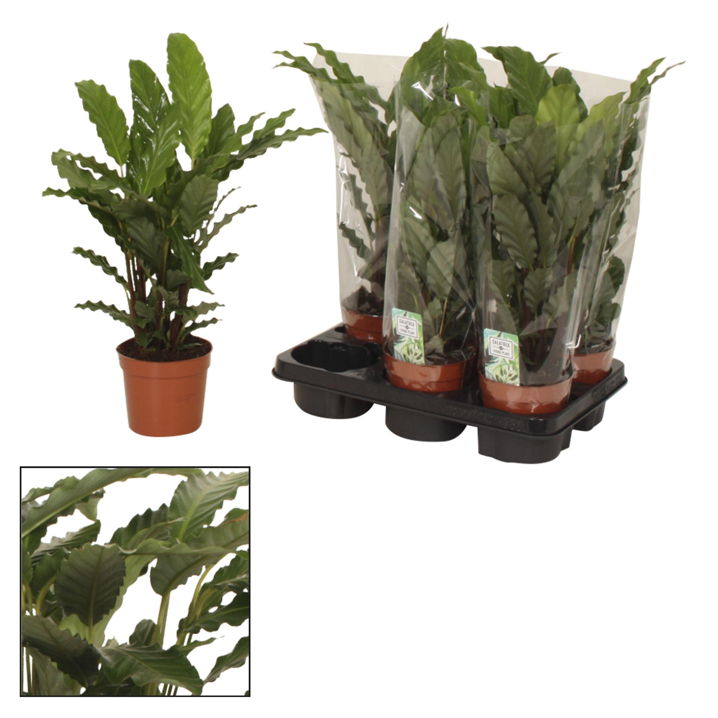 Горшечные цветы и растения оптом Calathea Tropistar от 8шт из Голландии с доставкой по России