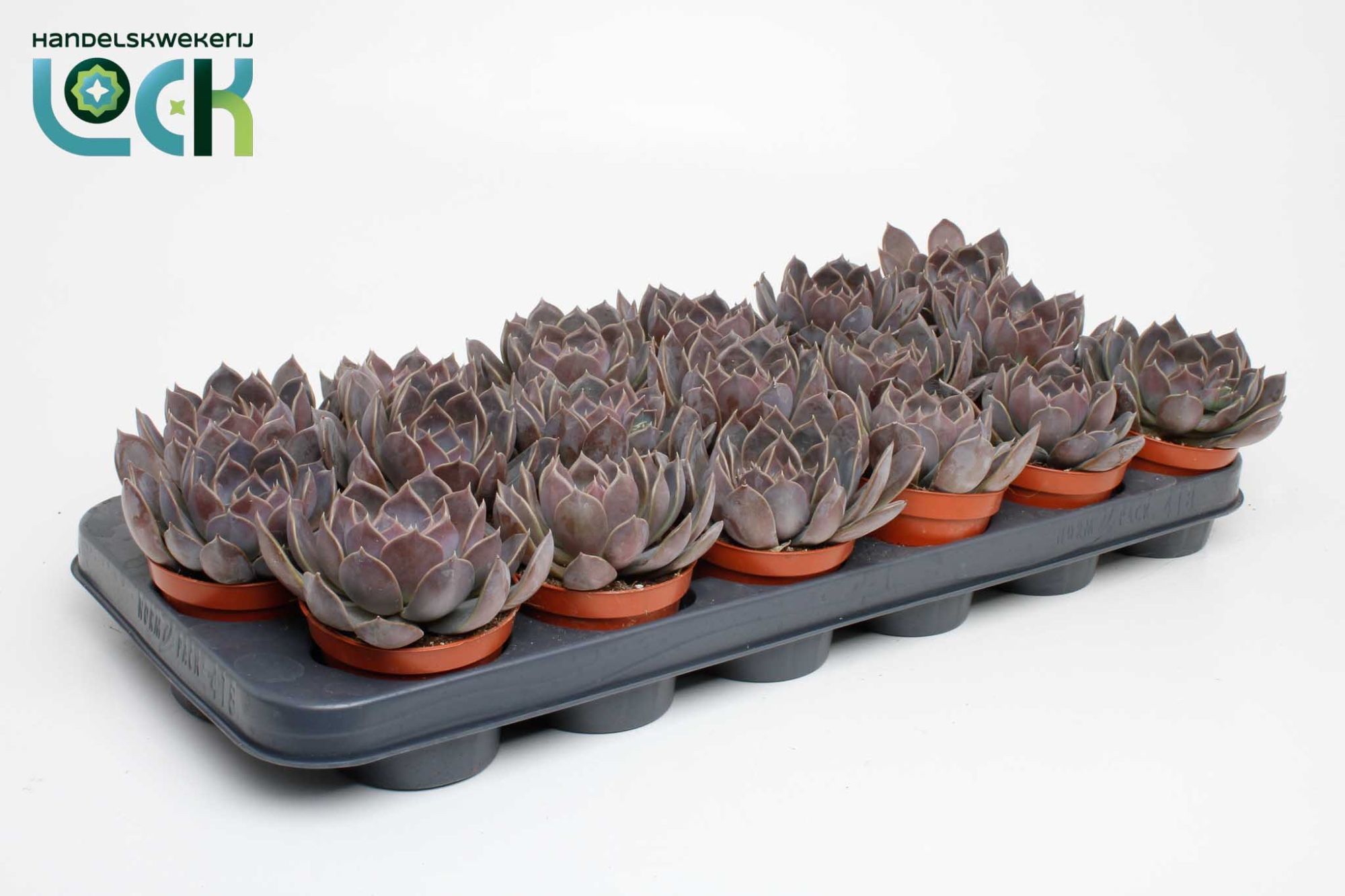 Горшечные цветы и растения оптом Echeveria Joost от 18шт (для телеги) из Голландии с доставкой по России