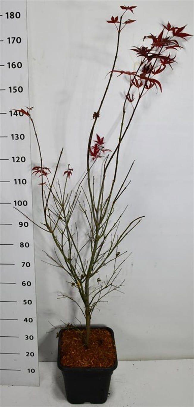 Горшечные цветы и растения оптом Acer Palm Atropurpureum от 1шт из Голландии с доставкой по России