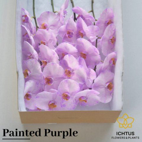 Срезанные цветы оптом Phalaenopsis paint purple от 4шт из Голландии с доставкой по России