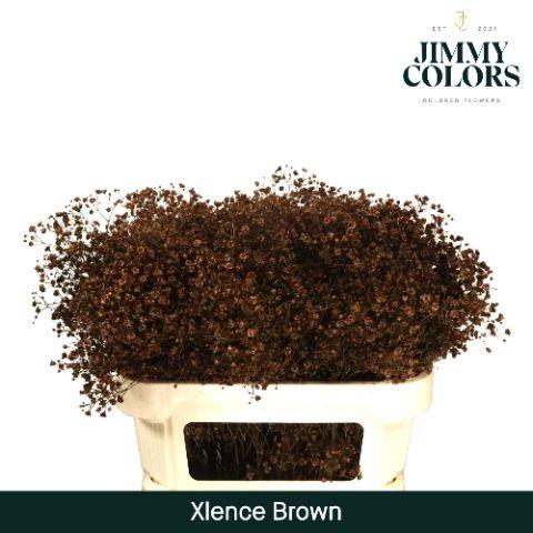 Срезанные цветы оптом Gyps large paint brown от 75шт из Голландии с доставкой по России