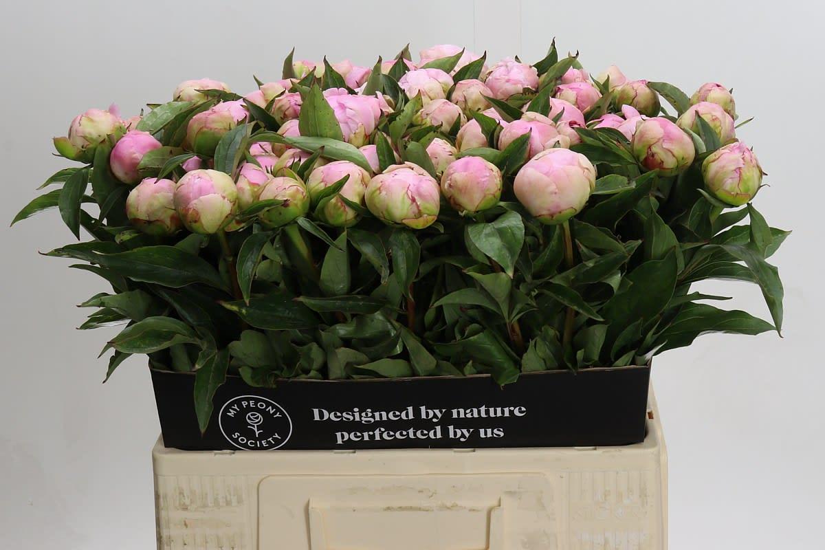 Срезанные цветы оптом Paeonia catharina fontijn от 60шт из Голландии с доставкой по России