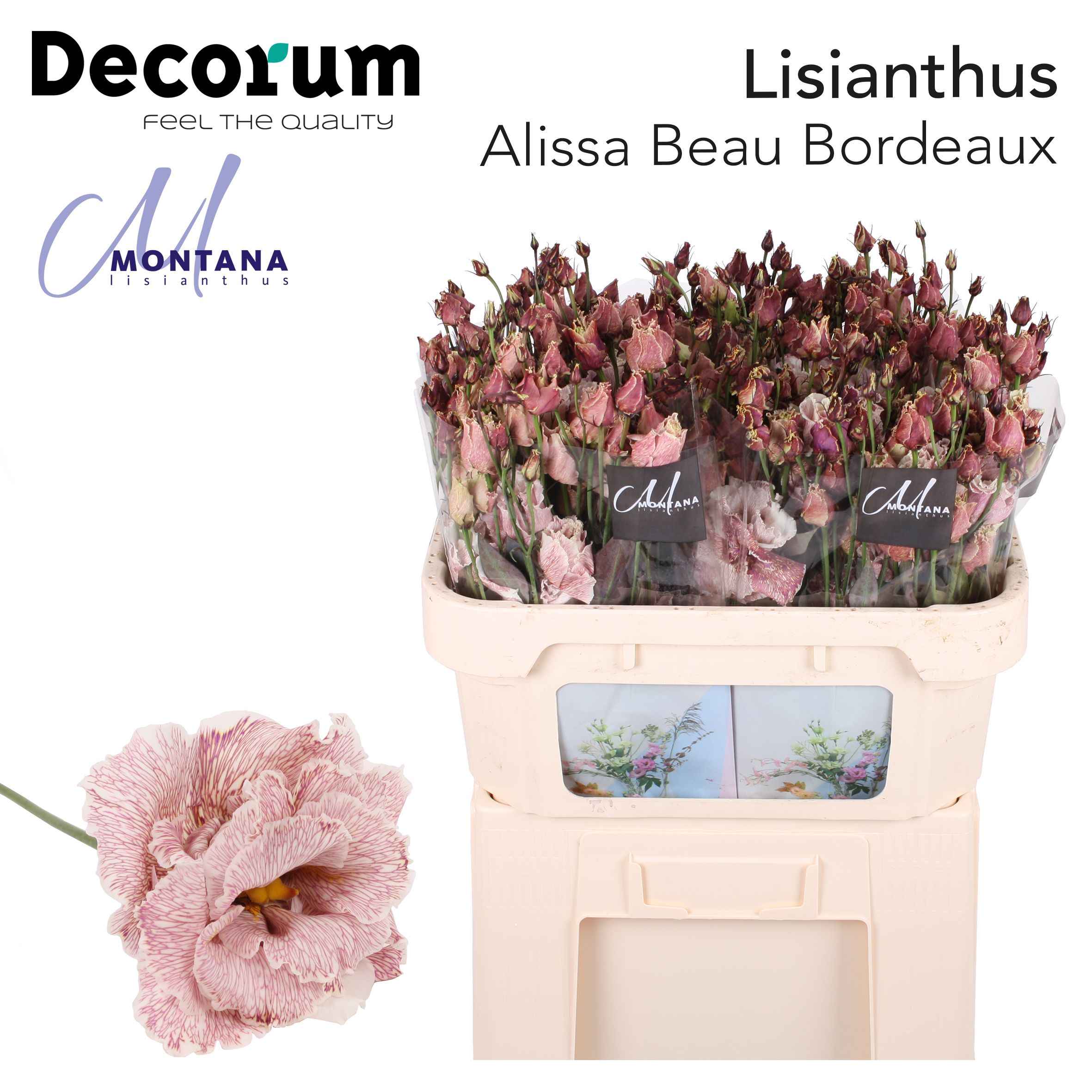 Срезанные цветы оптом Lisianthus do paint alissa beau bordeaux от 40шт из Голландии с доставкой по России