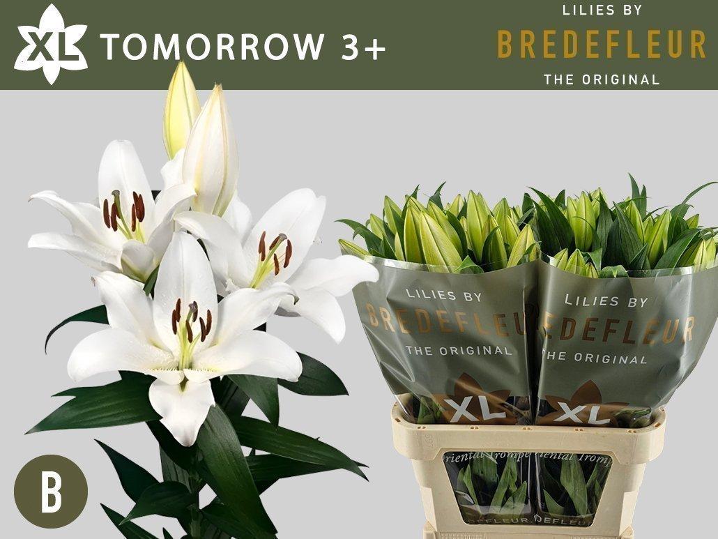 Срезанные цветы оптом Lilium or tomorrow от 40шт из Голландии с доставкой по России