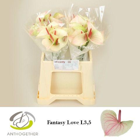Срезанные цветы оптом Anthurium love fantasy от 40шт из Голландии с доставкой по России