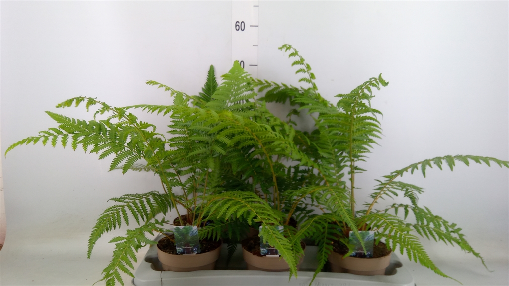 Горшечные цветы и растения оптом Dicksonia Antarctica от 6шт из Голландии с доставкой по России