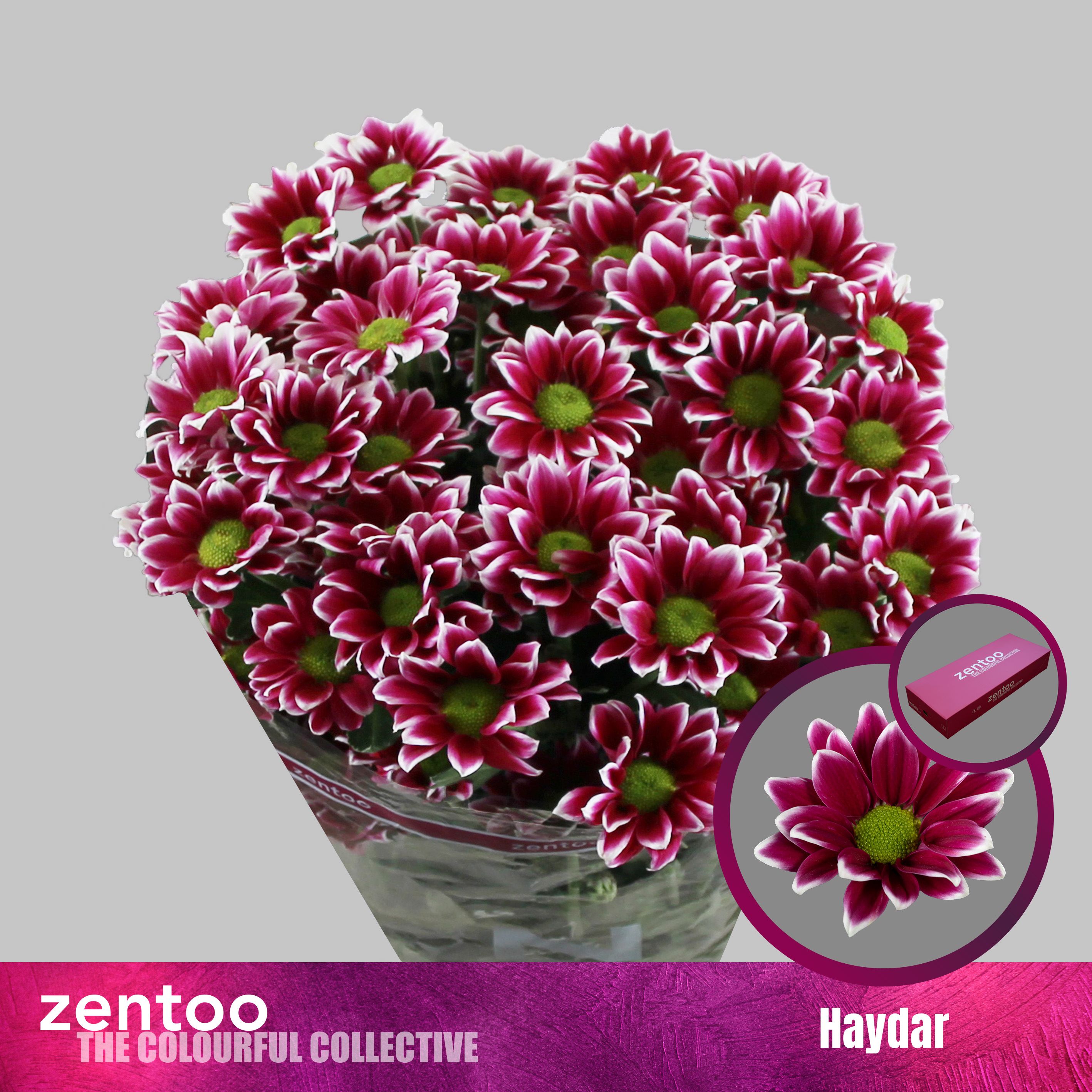 Срезанные цветы оптом Chrys sp haydar от 80шт из Голландии с доставкой по России