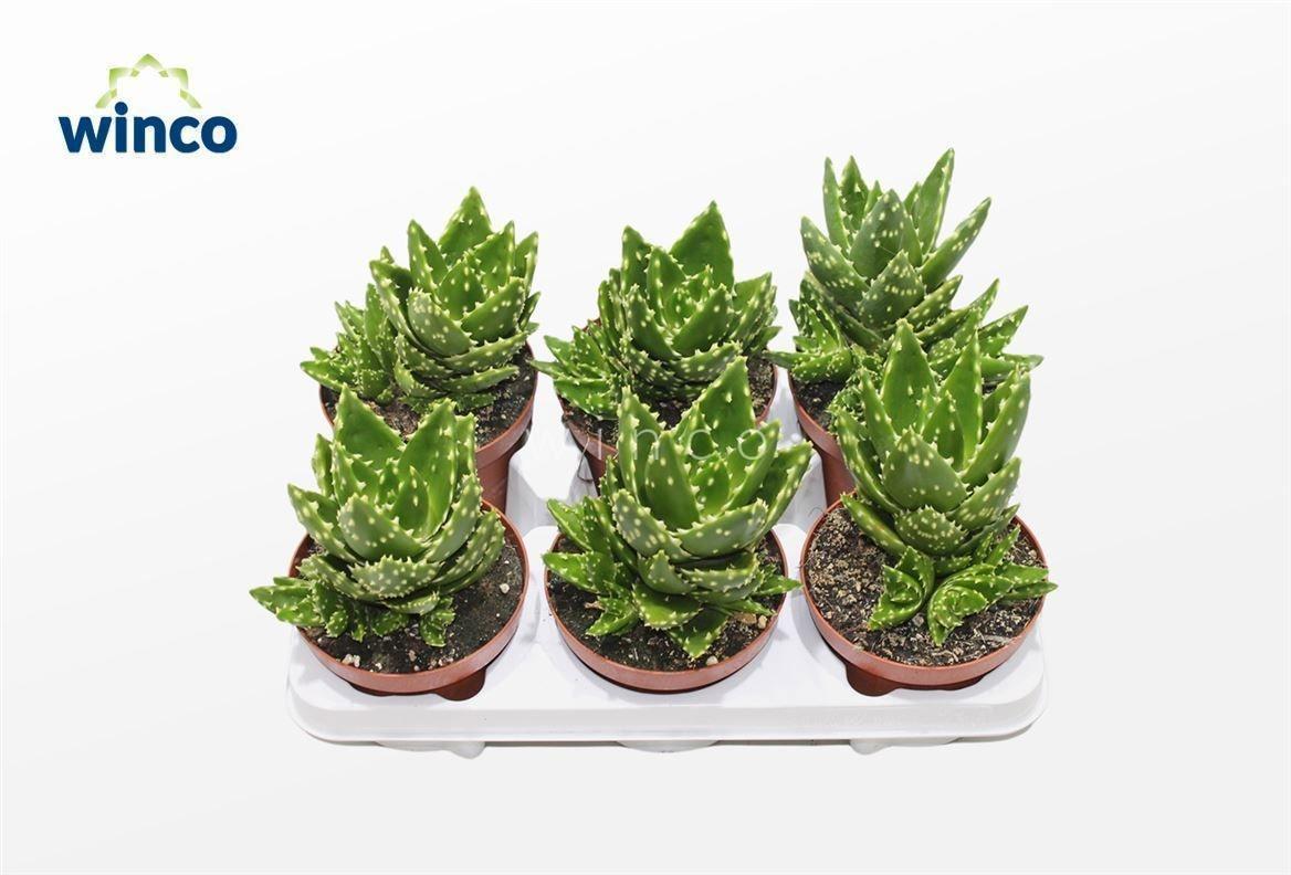 Горшечные цветы и растения оптом Aloe Variegata Magic от 6шт из Голландии с доставкой по России