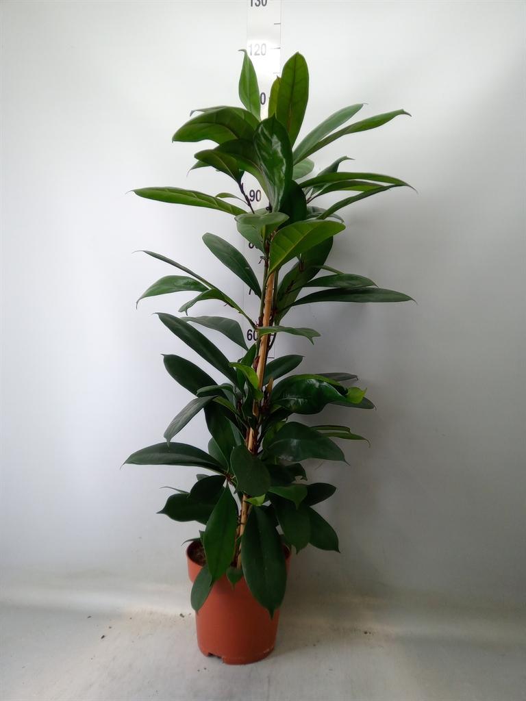 Горшечные цветы и растения оптом Ficus Cyathistipula от 1шт' из Голландии с доставкой по России