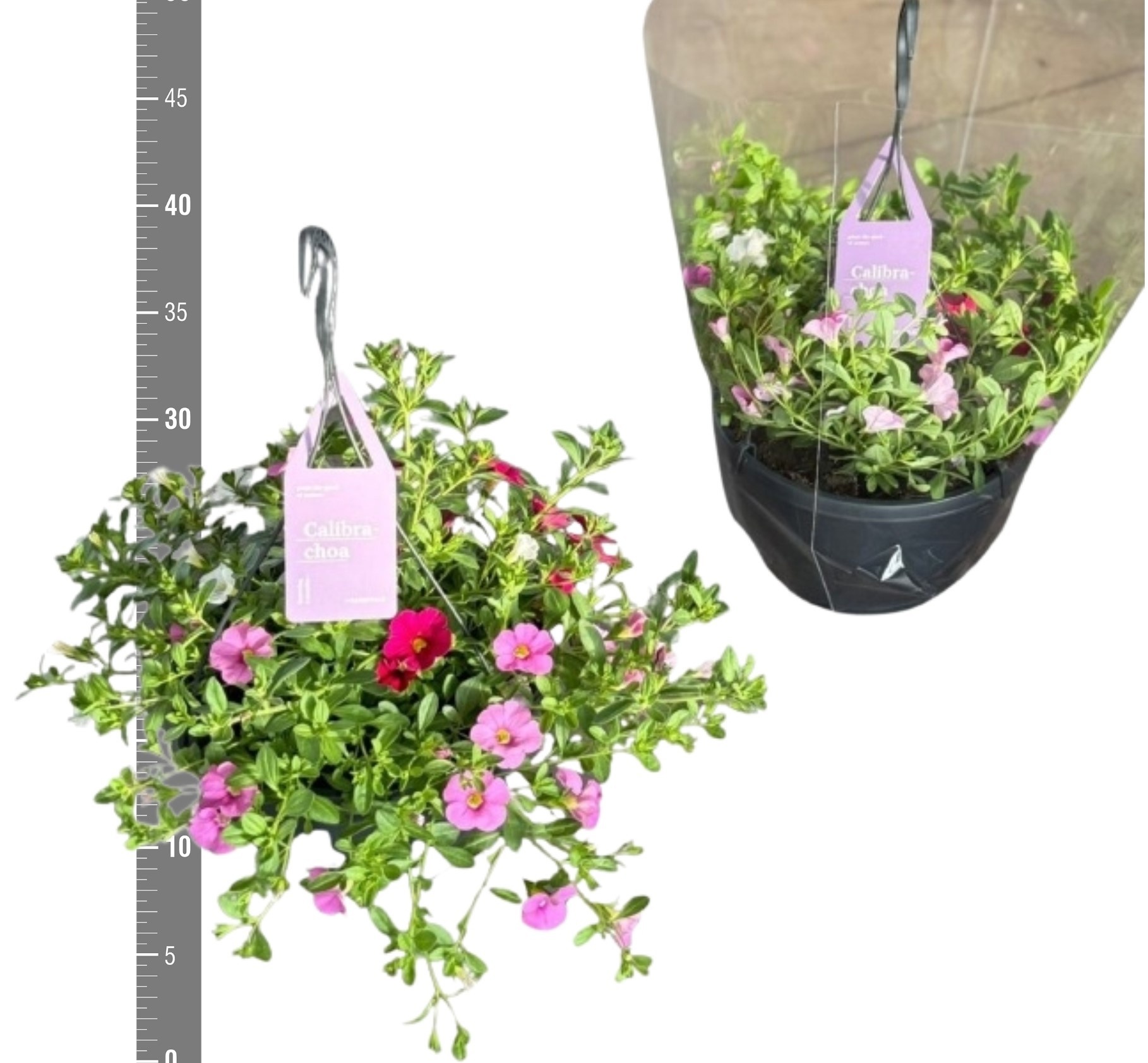 Горшечные цветы и растения оптом Calib Tr Tricolore от 1шт из Голландии с доставкой по России