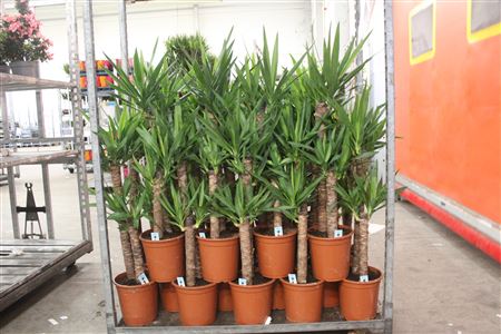 Горшечные цветы и растения оптом Yucca 75-45 2 Toef от 1шт из Голландии с доставкой по России