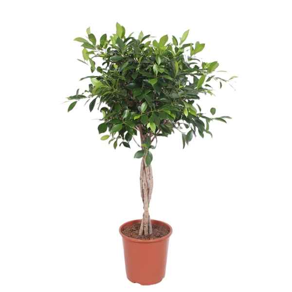 Горшечные цветы и растения оптом Ficus Nitida Twisted Stem от 1шт из Голландии с доставкой по России