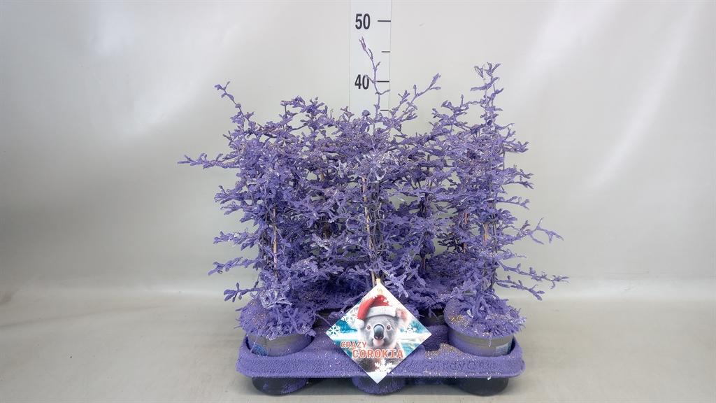 Горшечные цветы и растения оптом Corokia Cotoneaster от 8шт из Голландии с доставкой по России