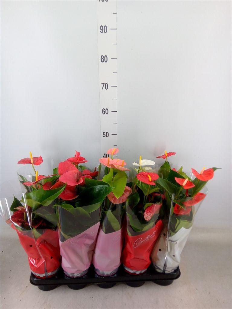 Горшечные цветы и растения оптом Anthurium   ...mix 4 от 10шт из Голландии с доставкой по России