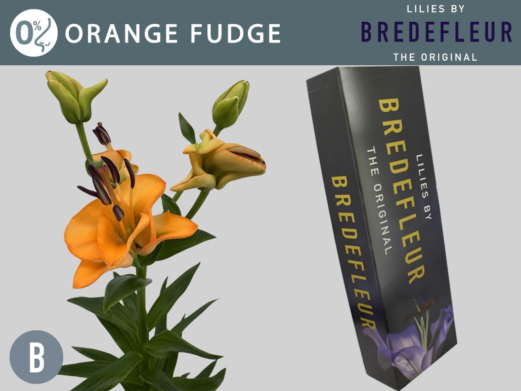 Срезанные цветы оптом Lilium la orange fudge от 60шт из Голландии с доставкой по России