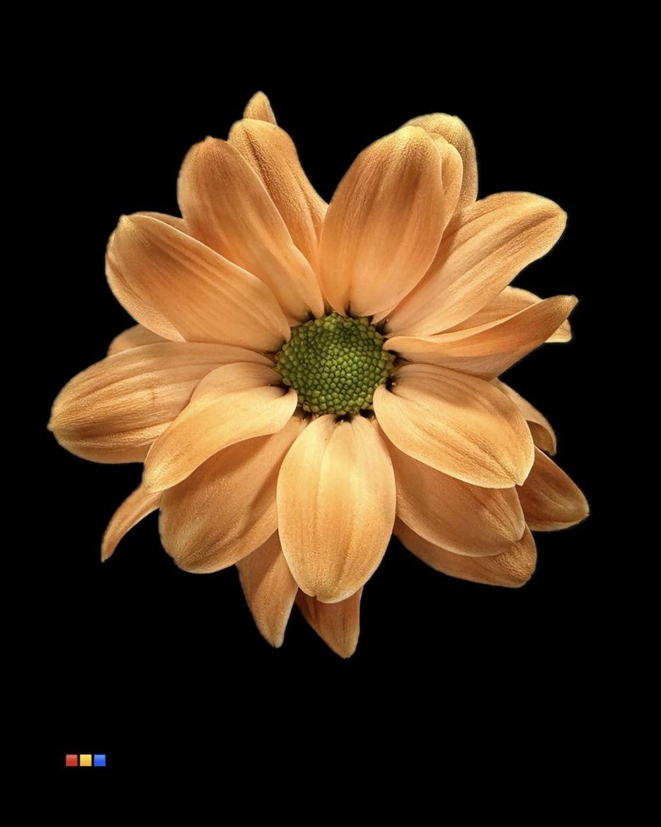 Срезанные цветы оптом Chrys sp paint kennedy latte от 40шт из Голландии с доставкой по России