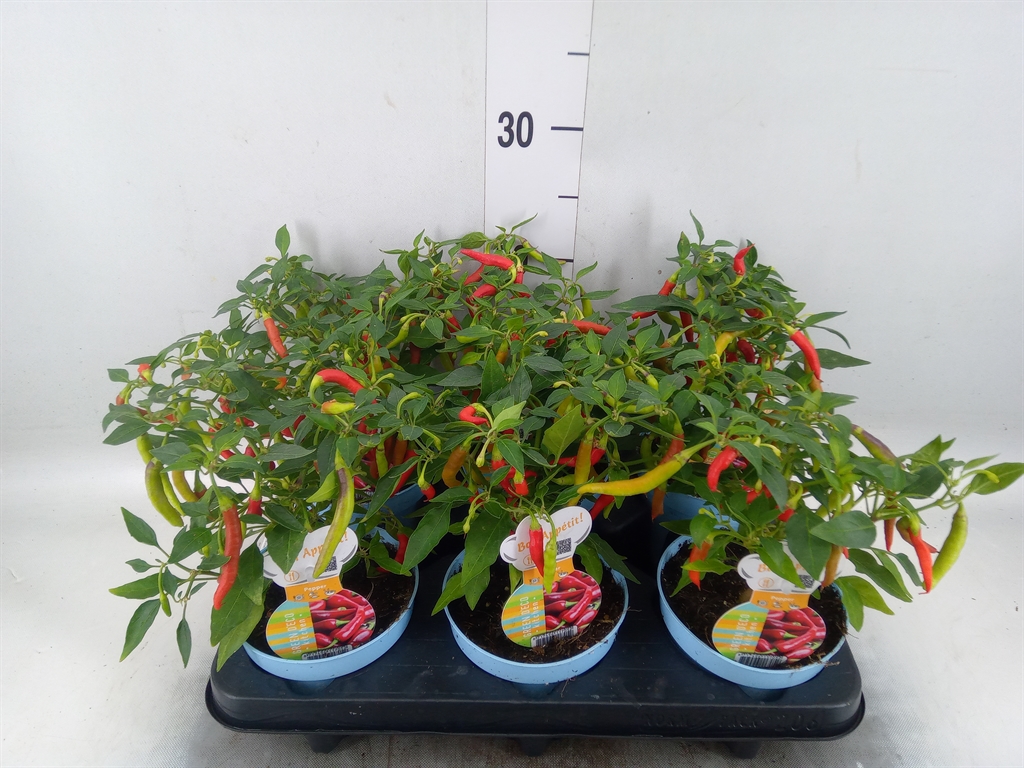 Горшечные цветы и растения оптом Capsicum Annuum ...peper от 6шт из Голландии с доставкой по России Горшечные цветы и растения оптом Capsicum Annuum ...peper от 6шт из Голландии с доставкой по России