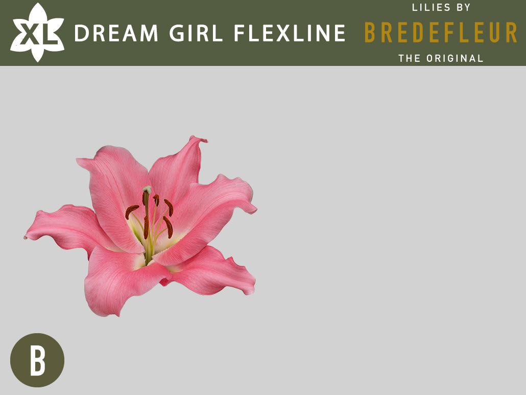 Срезанные цветы оптом Lilium or dreamgirl от 40шт из Голландии с доставкой по России