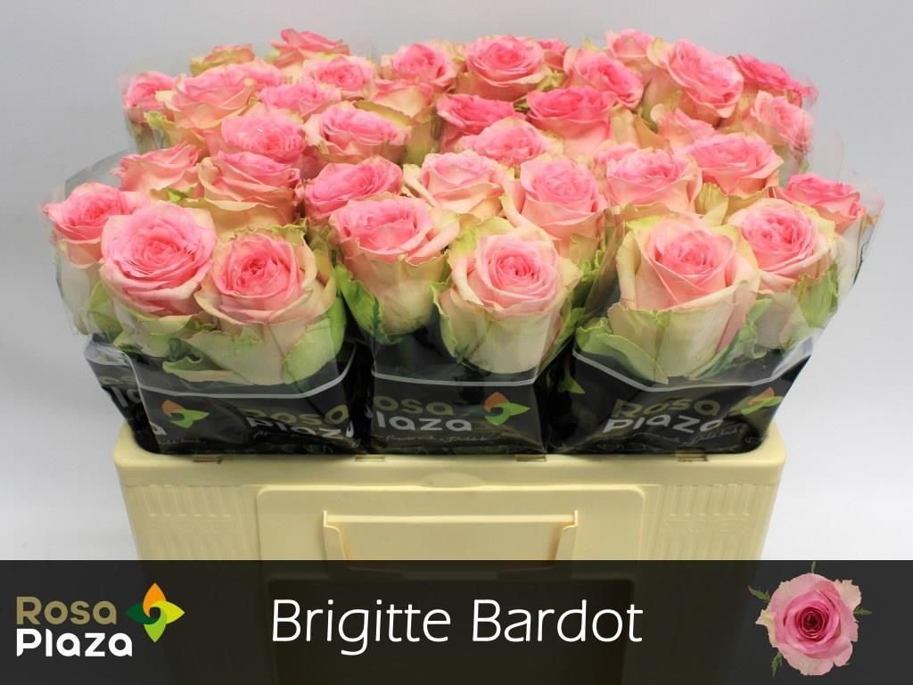 Срезанные цветы оптом Rosa large brigitte bardot от 40шт. из Голландии с доставкой по России