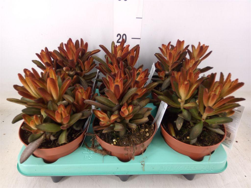 Горшечные цветы и растения оптом Kalanchoe Oricula (red) от 6шт из Голландии с доставкой по России