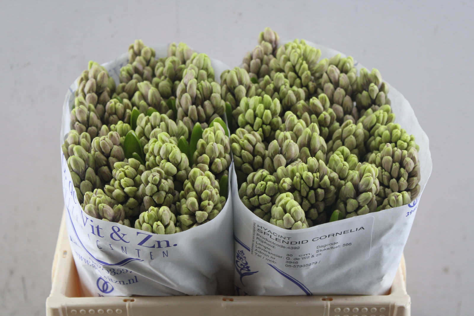 Срезанные цветы оптом Hyacinthus splendid cornelia от 50шт из Голландии с доставкой по России