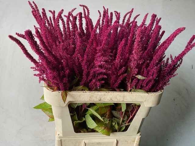 Срезанные цветы оптом Amaranthus red от 80шт из Голландии с доставкой по России