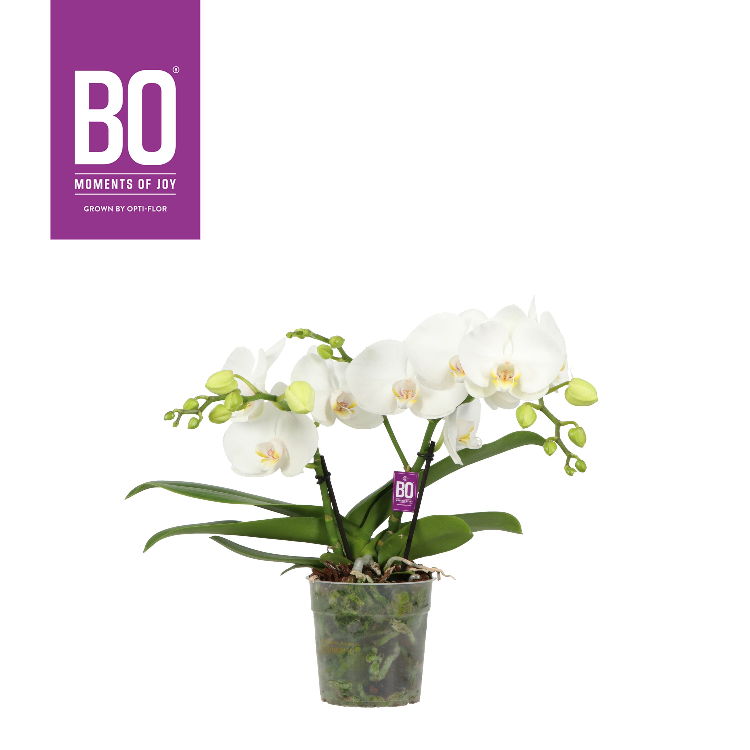 Горшечные цветы и растения оптом Phal 2st Bo Shorty White (opti) от 6шт из Голландии с доставкой по России