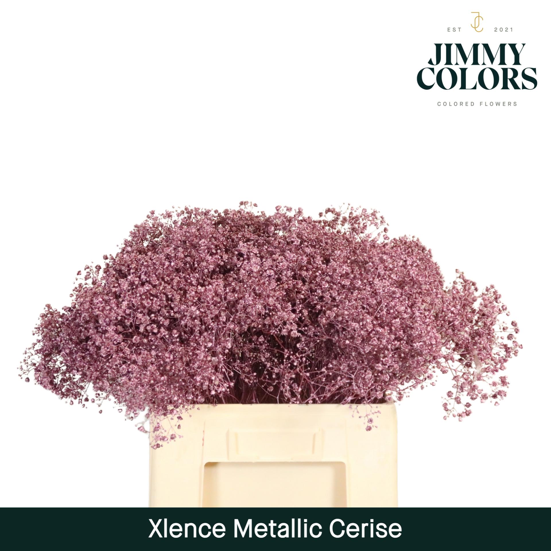 Срезанные цветы оптом Gyps large paint metallic cerise от 25шт из Голландии с доставкой по России
