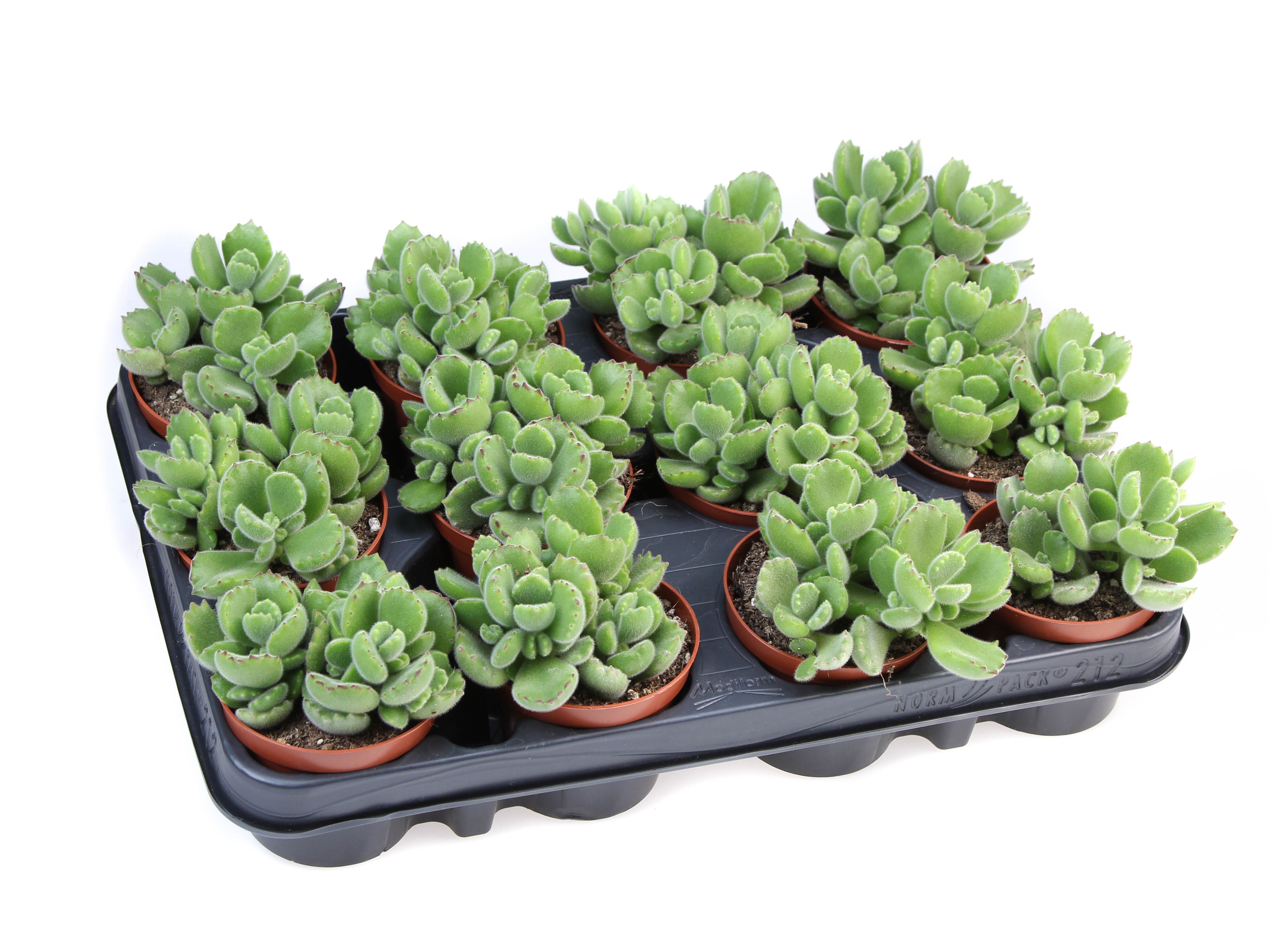 Горшечные цветы и растения оптом Cotyledon Ladysmithiensis от 12шт (для телеги) из Голландии с доставкой по России