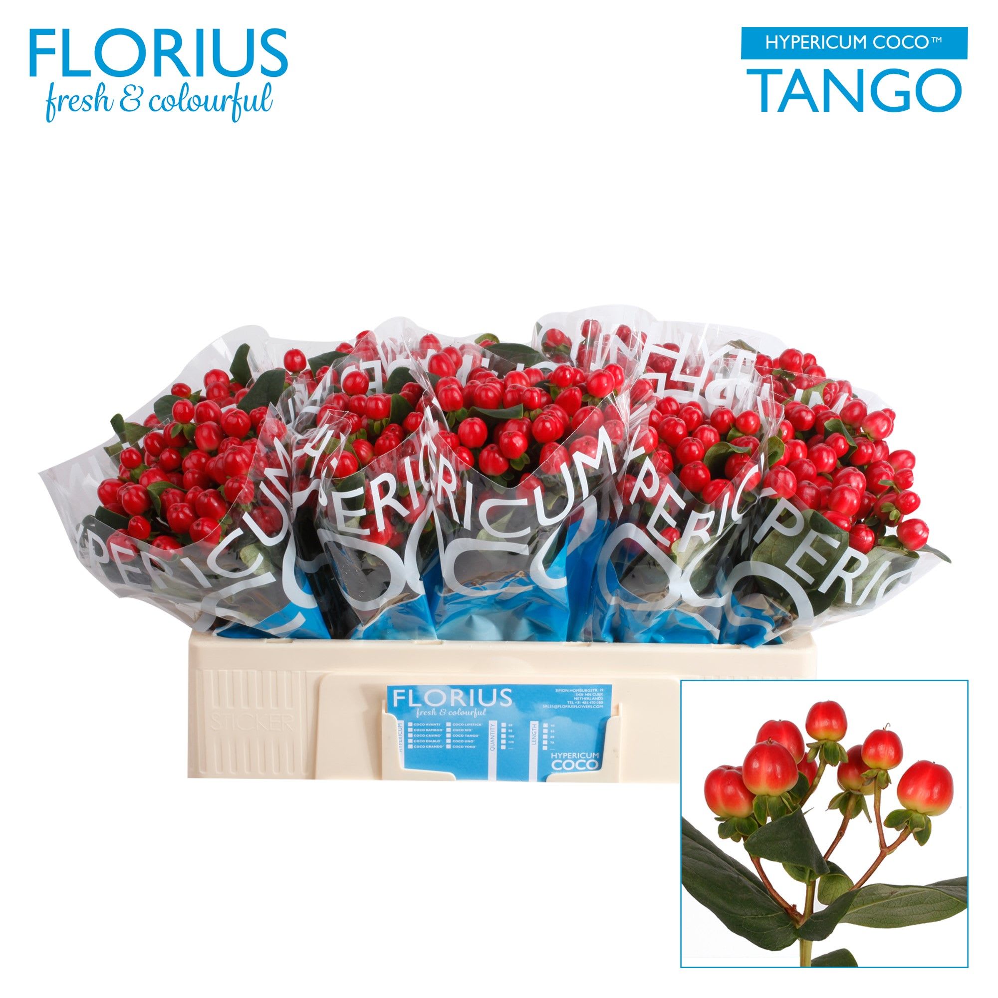 Срезанные цветы оптом Hypericum coco tango от 100шт. из Голландии с доставкой по России