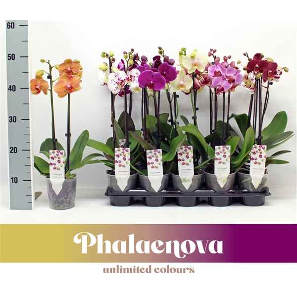 Горшечные цветы и растения оптом Phal 2st Budget Mix 12+ (phalaenova) от 10шт из Голландии с доставкой по России