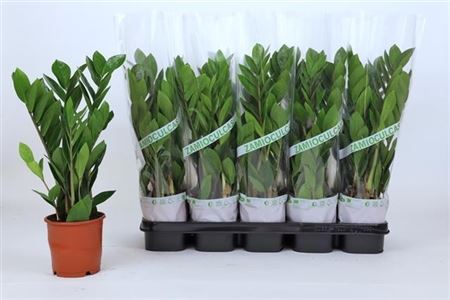 Горшечные цветы и растения оптом Zamioculcas 3+ от 10шт' из Голландии с доставкой по России