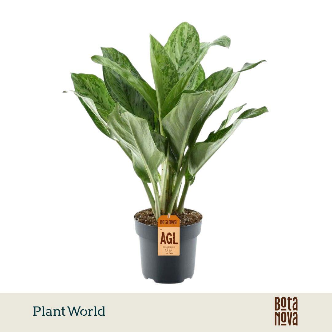 Горшечные цветы и растения оптом Aglaonema Peacock от 3шт из Голландии с доставкой по России