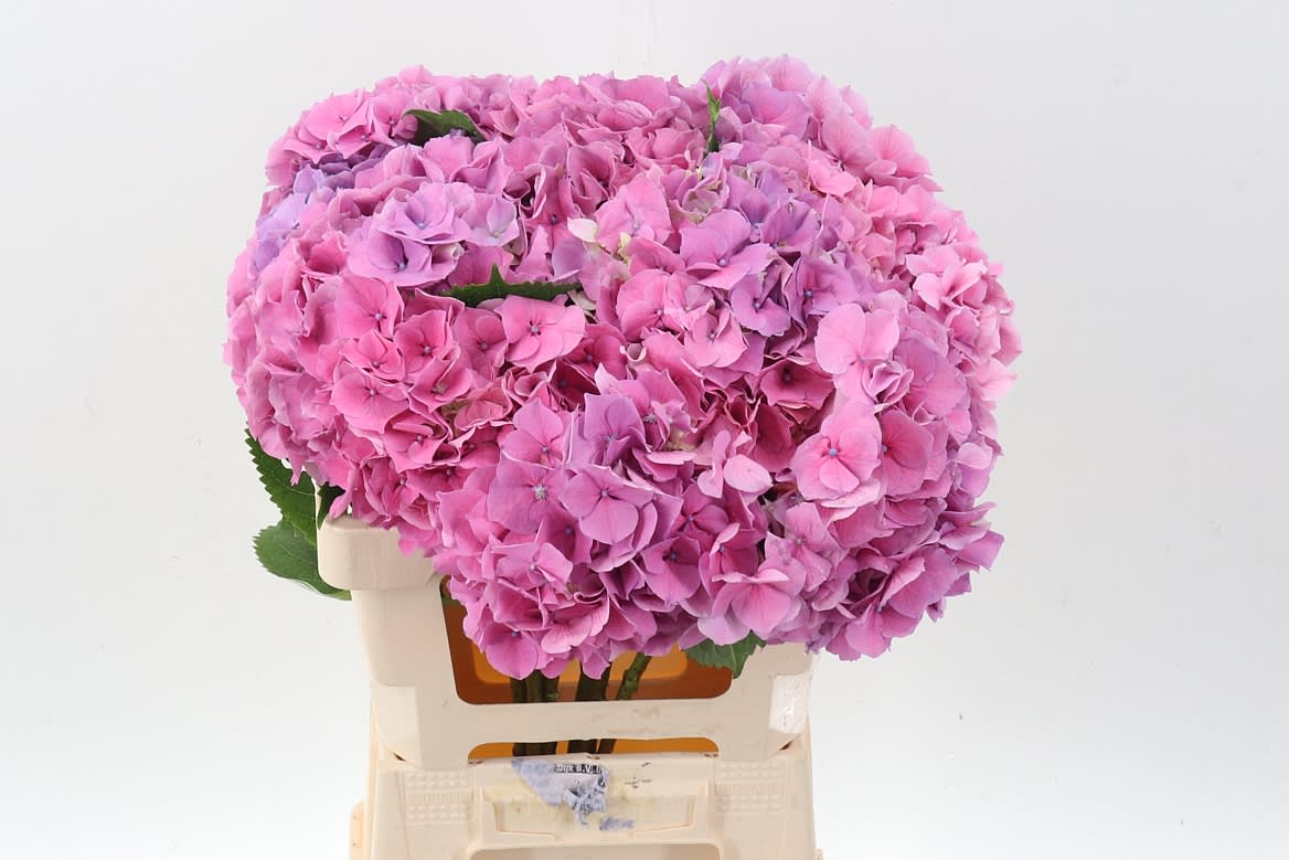 Срезанные цветы оптом Hydrangea cassanova от 10шт. из Голландии с доставкой по России