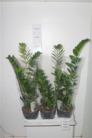Горшечные цветы и растения оптом Zamio Zamiifolia 3+ Dikte 1 от 3шт из Голландии с доставкой по России